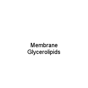 Membrane Glycerolipids